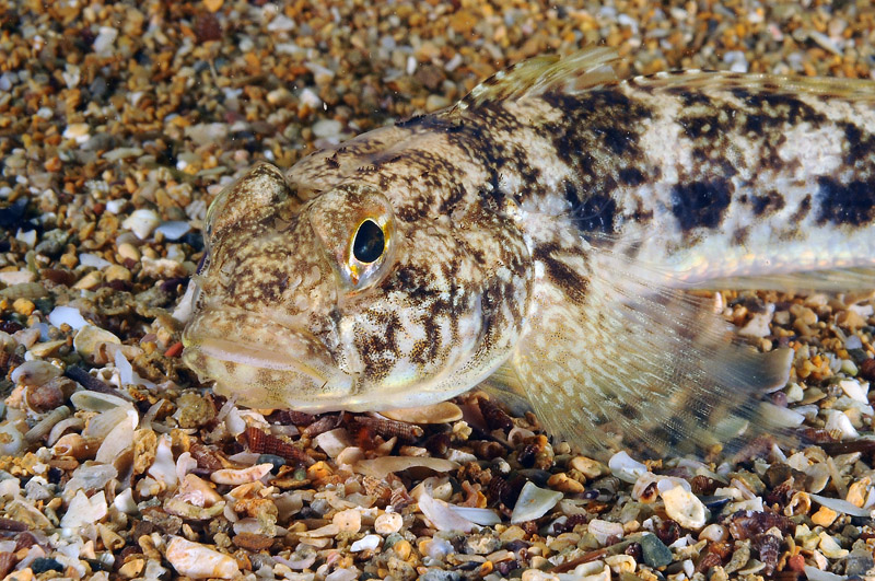 G. paganellus, G. incognitus, G. niger